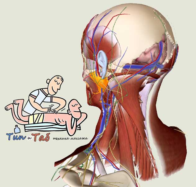 Снятие головных болей - массаж и остеопрактика